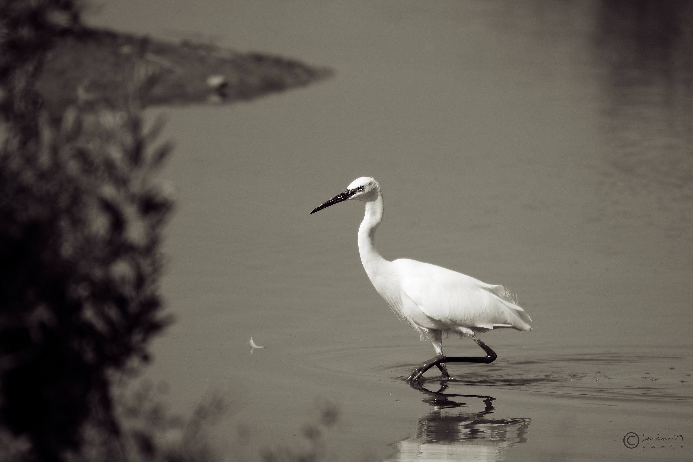 White Heron