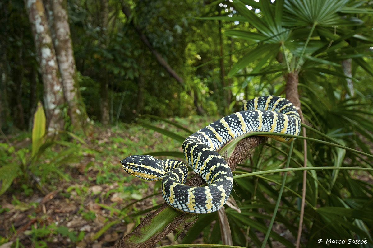Tropidolaemus wagleri