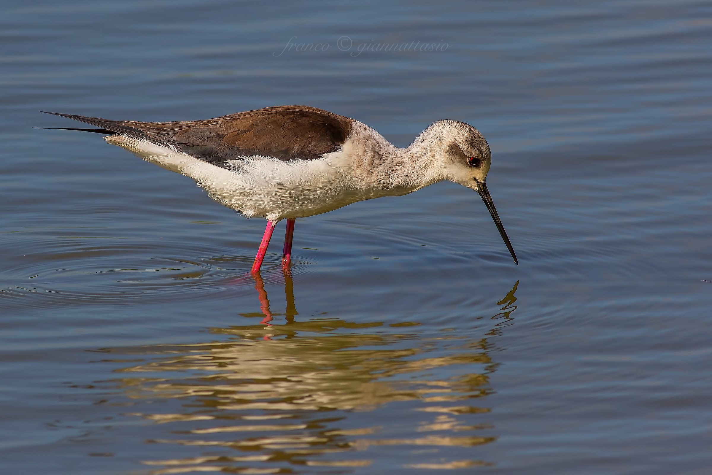 Simple Knight Of Italy.