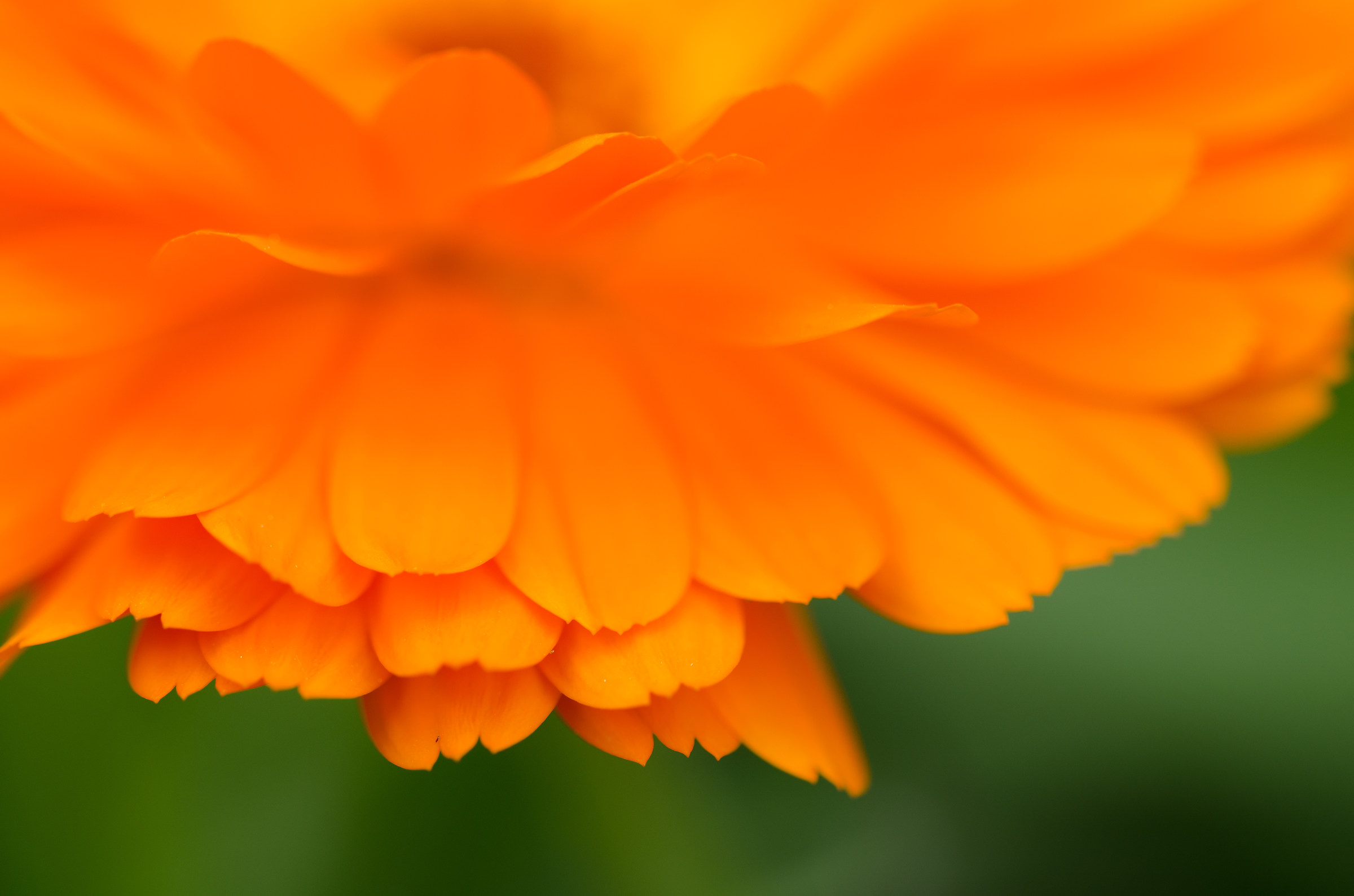 Petali di calendula