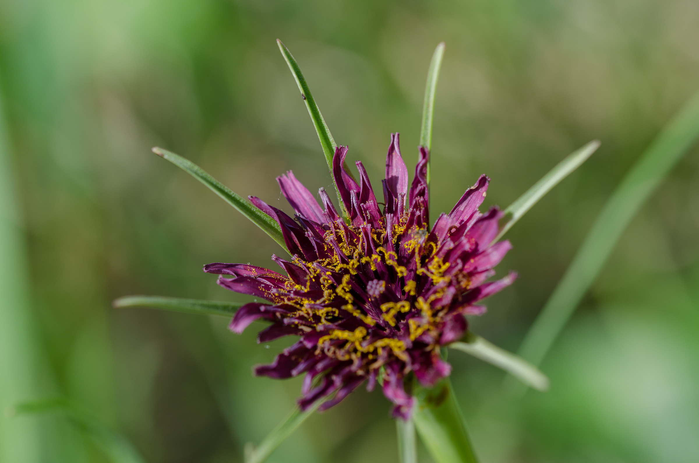 Polline da raccogliere