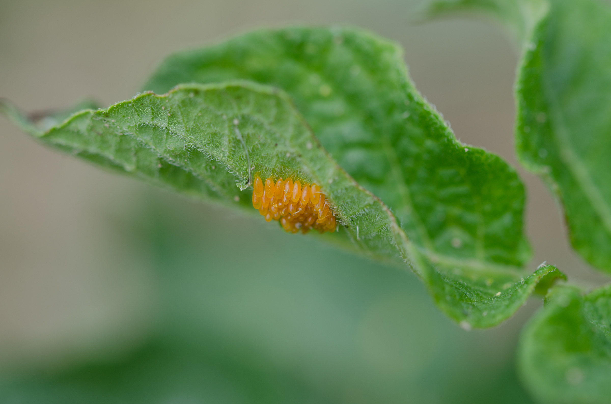 Uova nascoste sotto le foglie