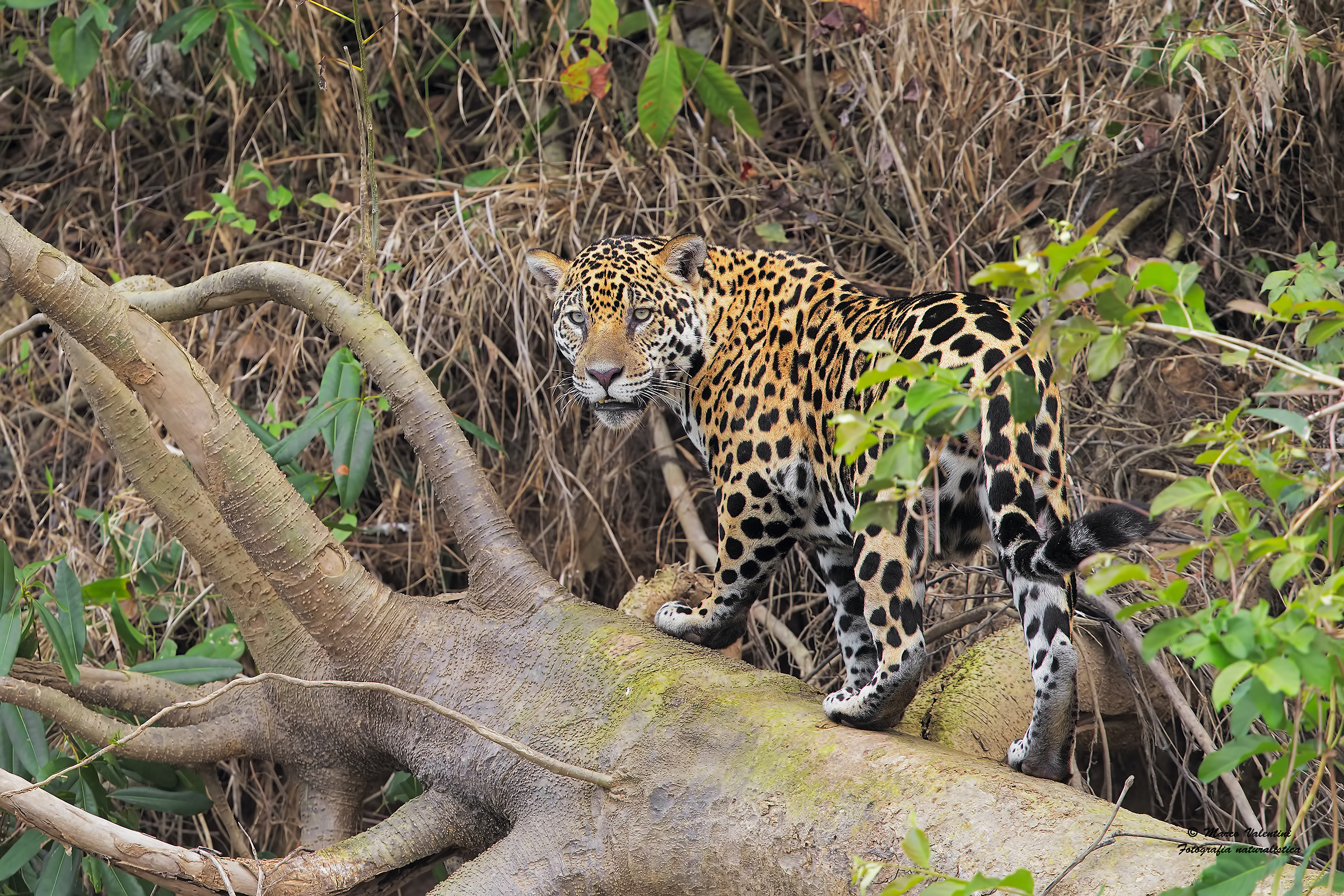 The trunk on the river