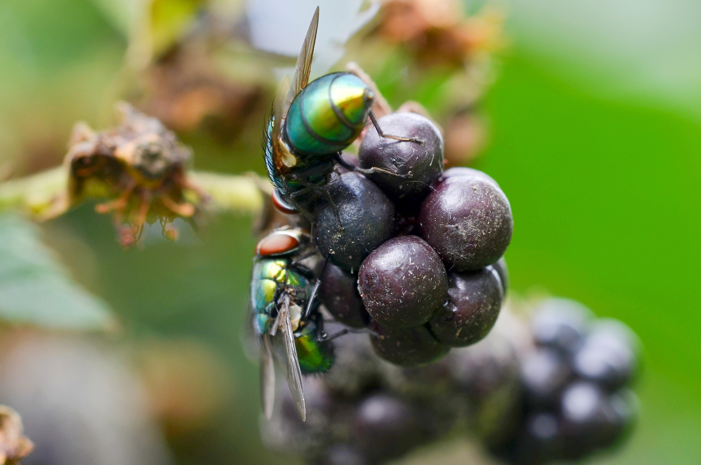 E se mangiassimo questa mora?