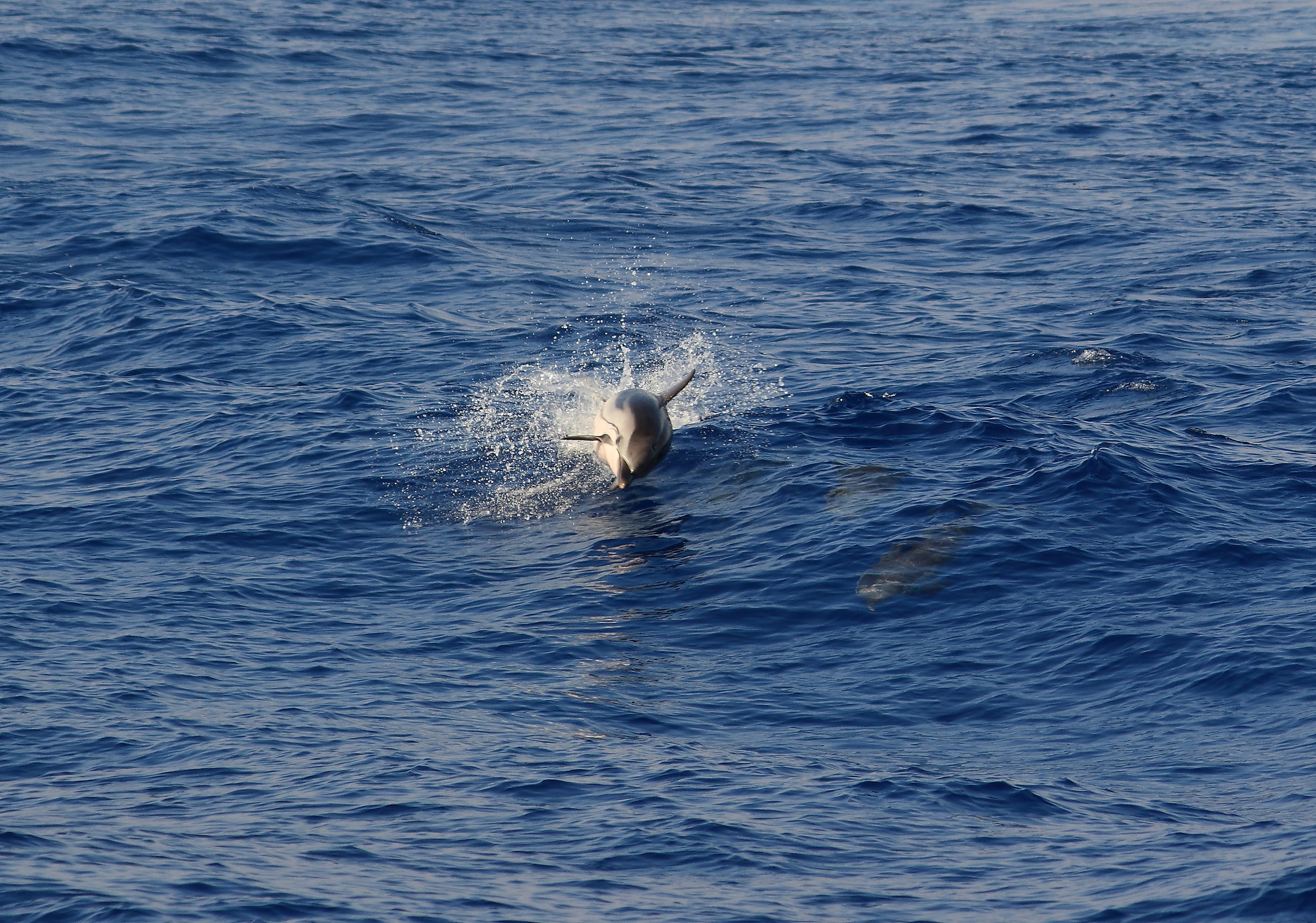 striped dolphin