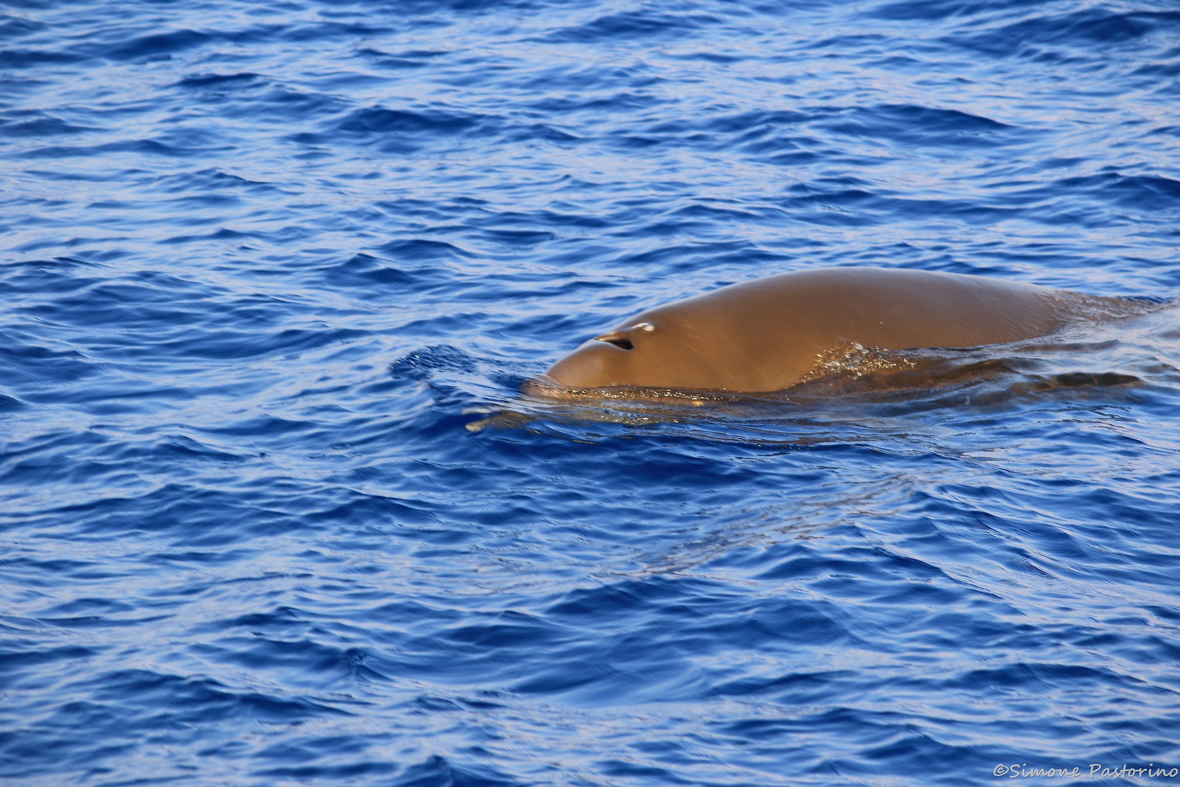 Cuvier's beaked whale-Pelagos Sanctuary Genoa