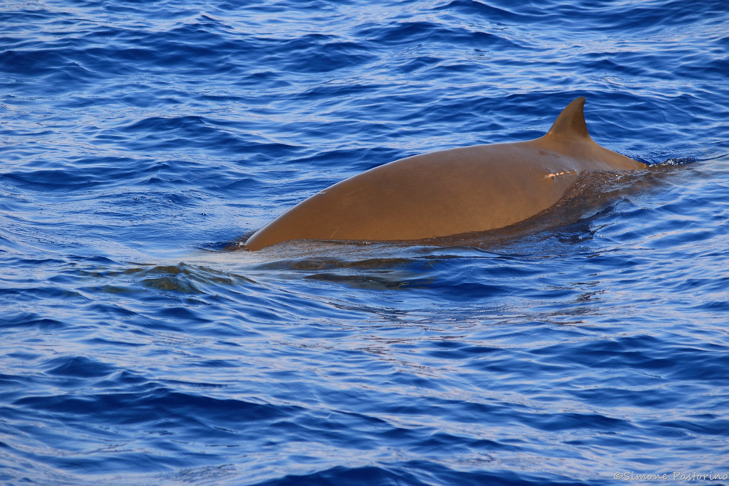 Cuvier's beaked whale-Pelagos Sanctuary Genoa