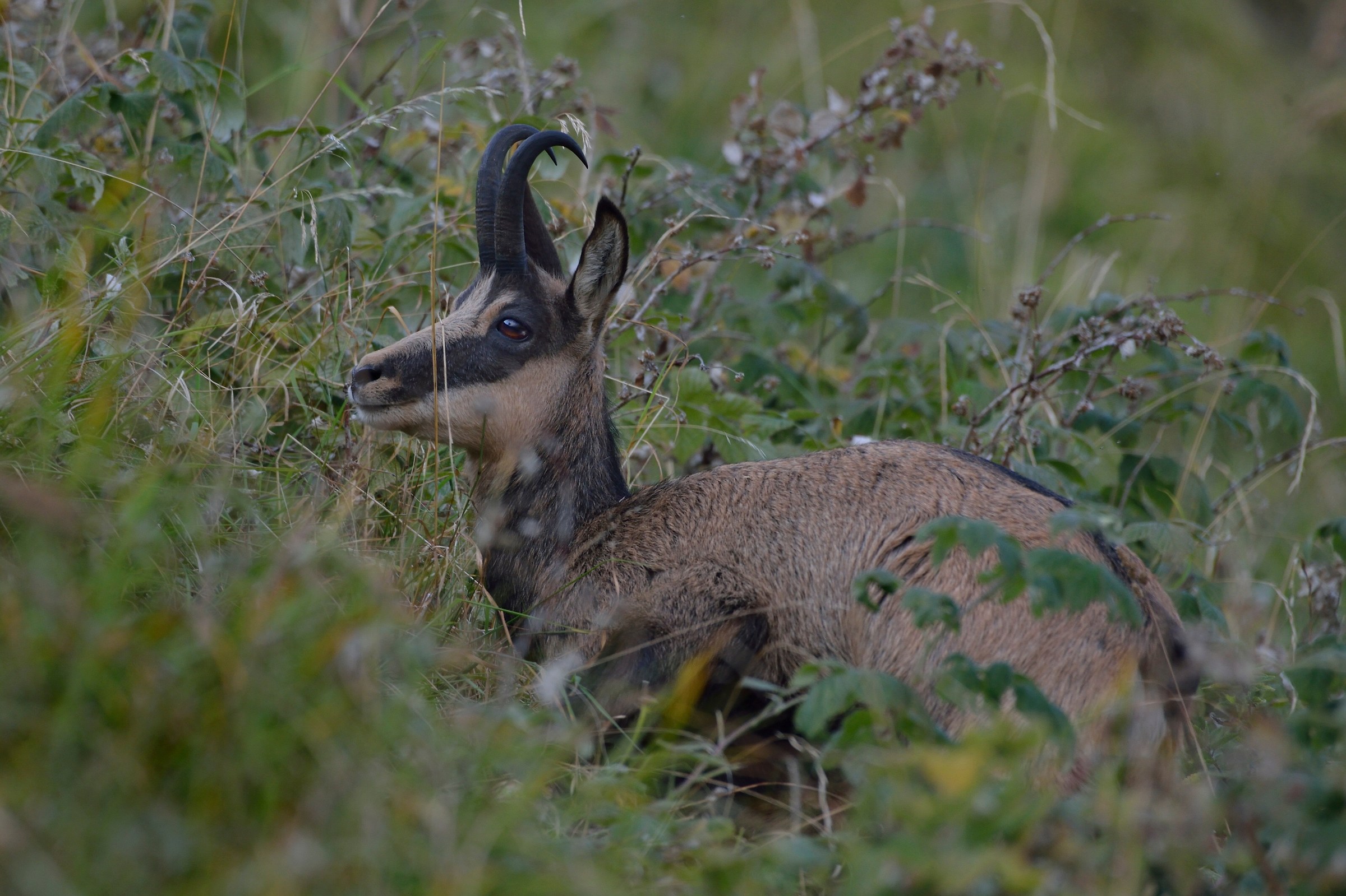 Chamois in summer plumage
