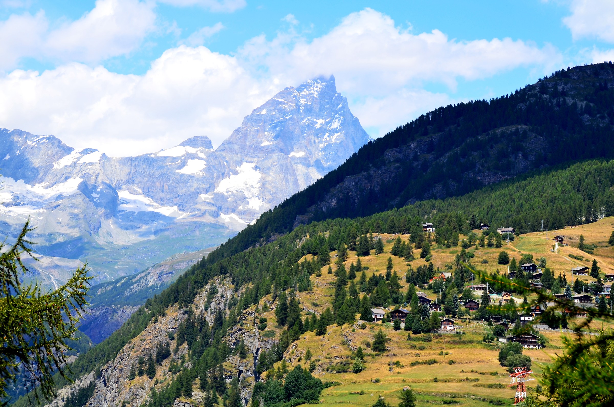Chamois with background