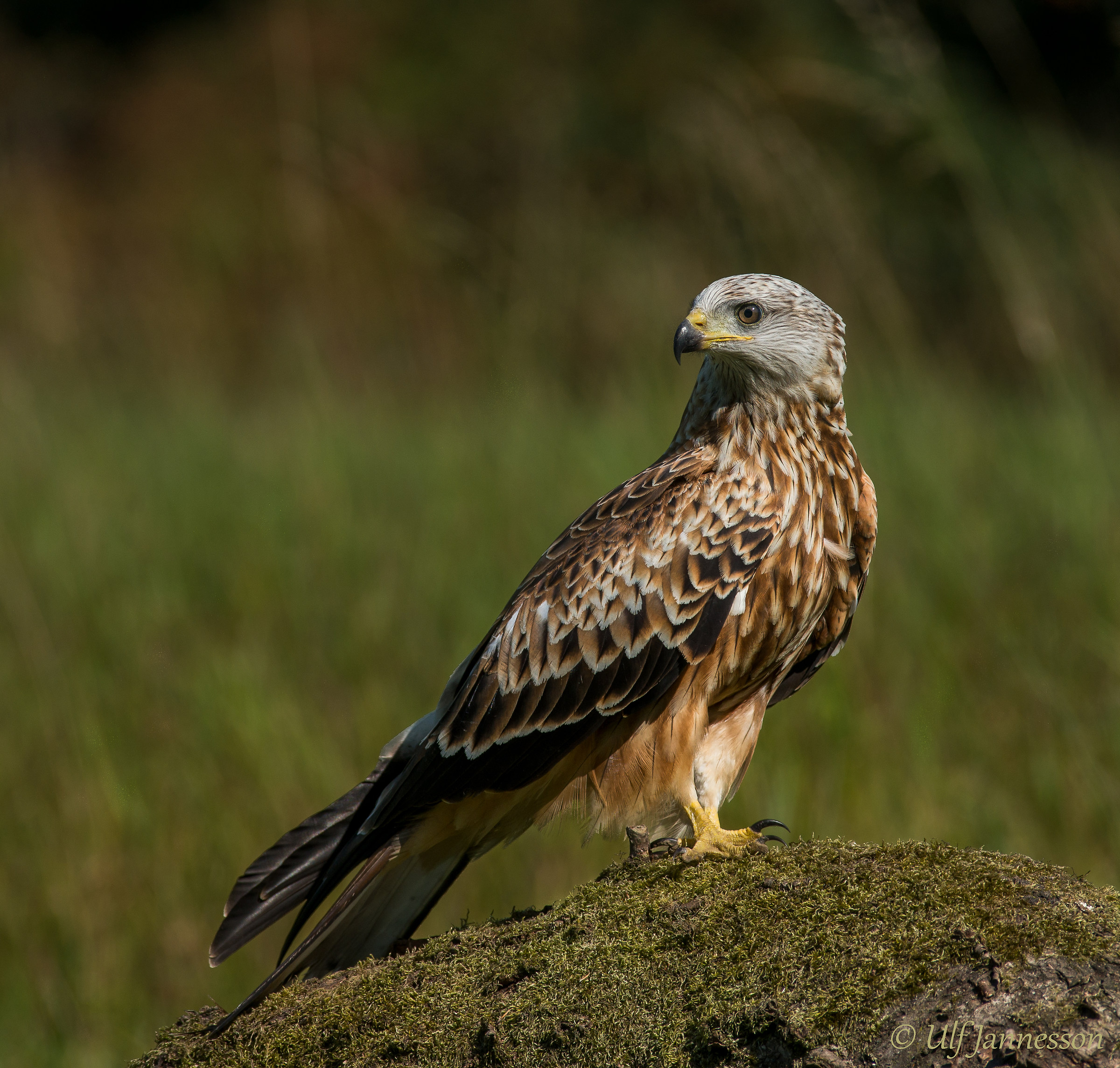 Red Kite posing beautifully