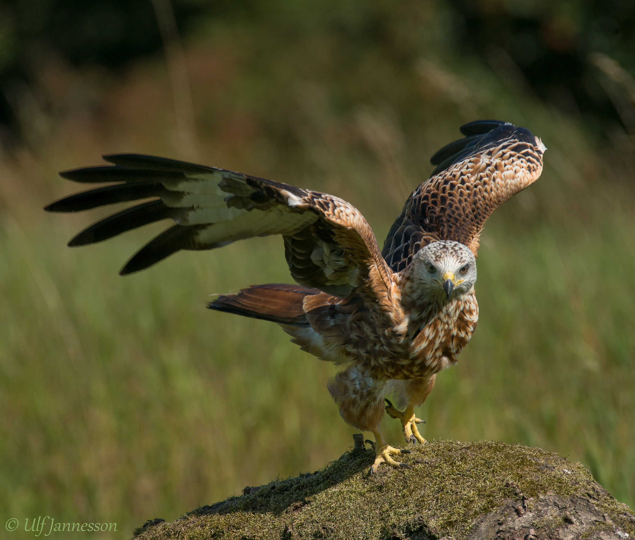 Red Kite pronto a volare