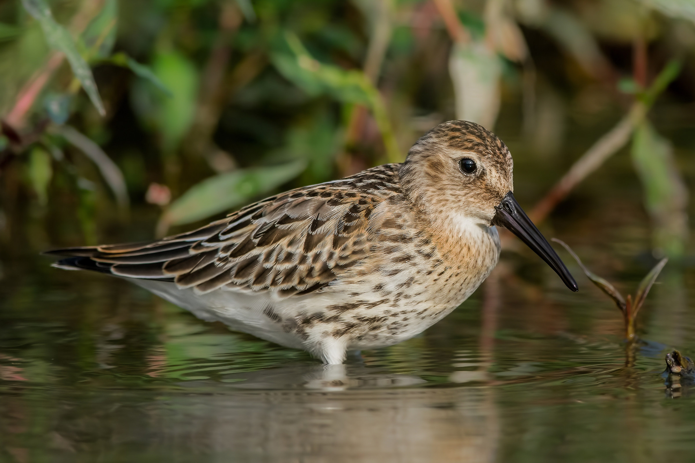 dunlin