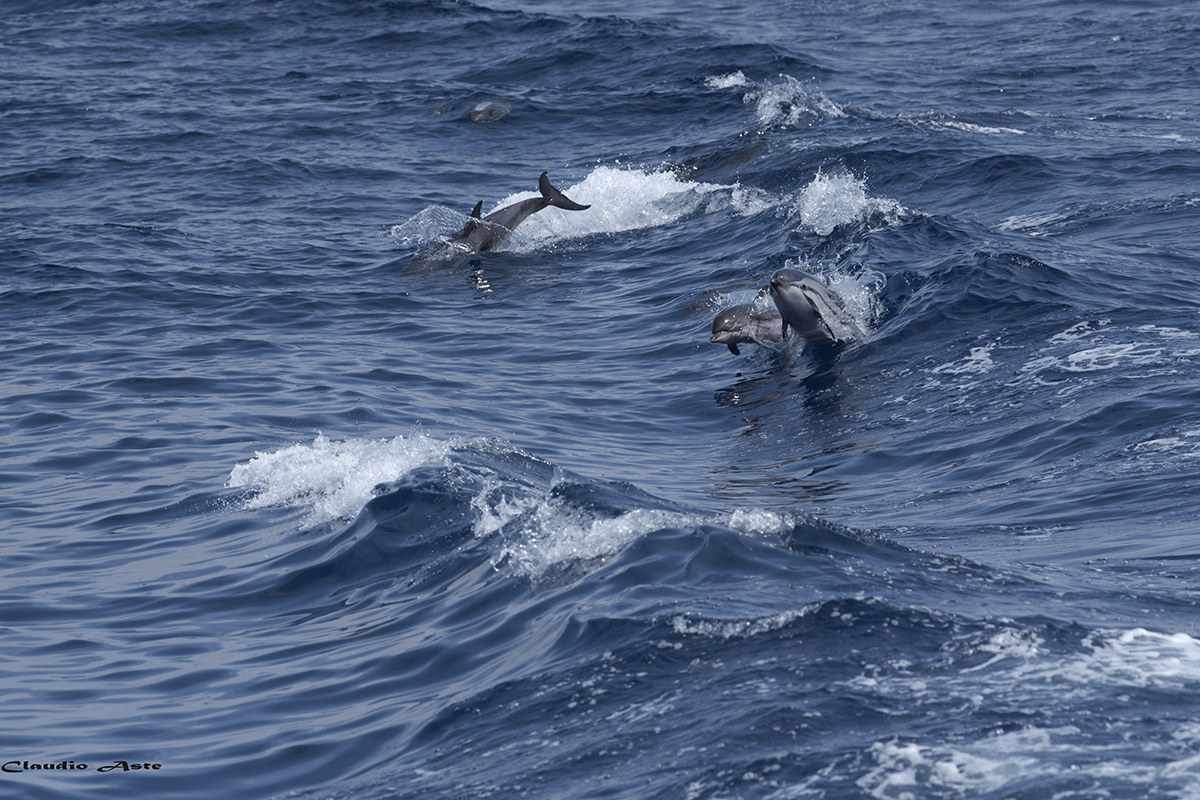 Hide and seek in the sea