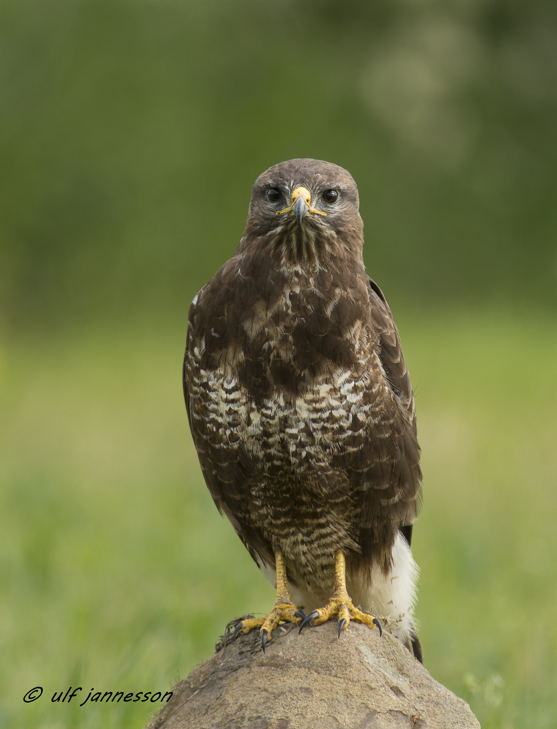 Buzzard nice portrait