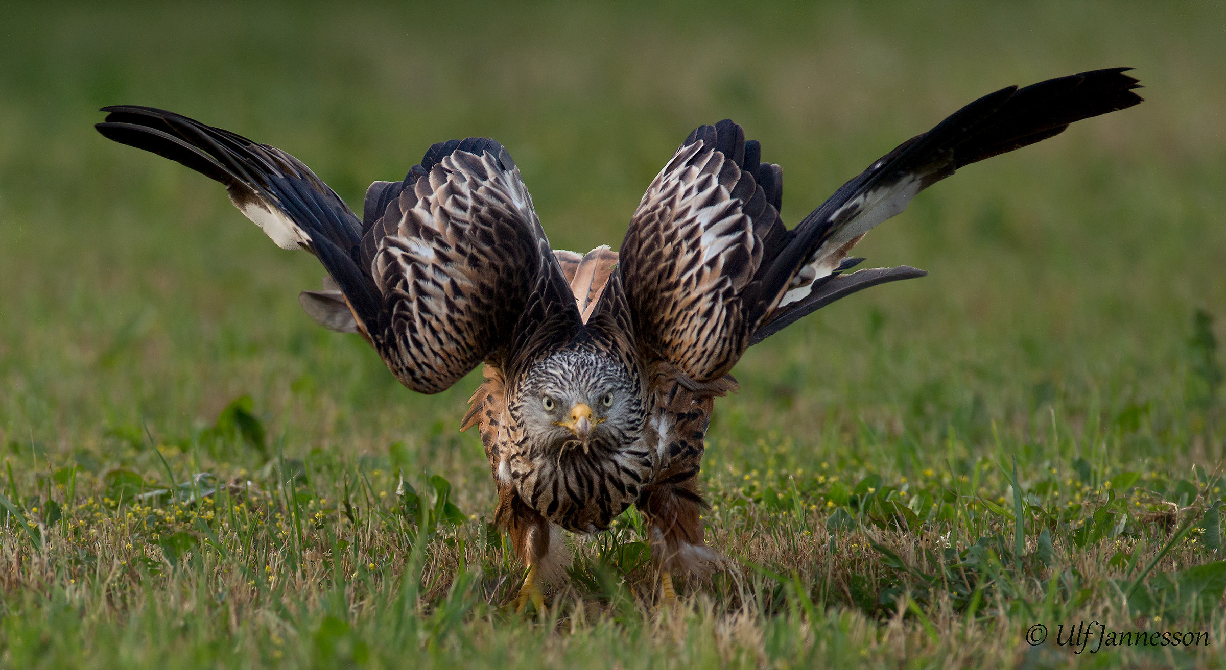 Red kite have an eye
