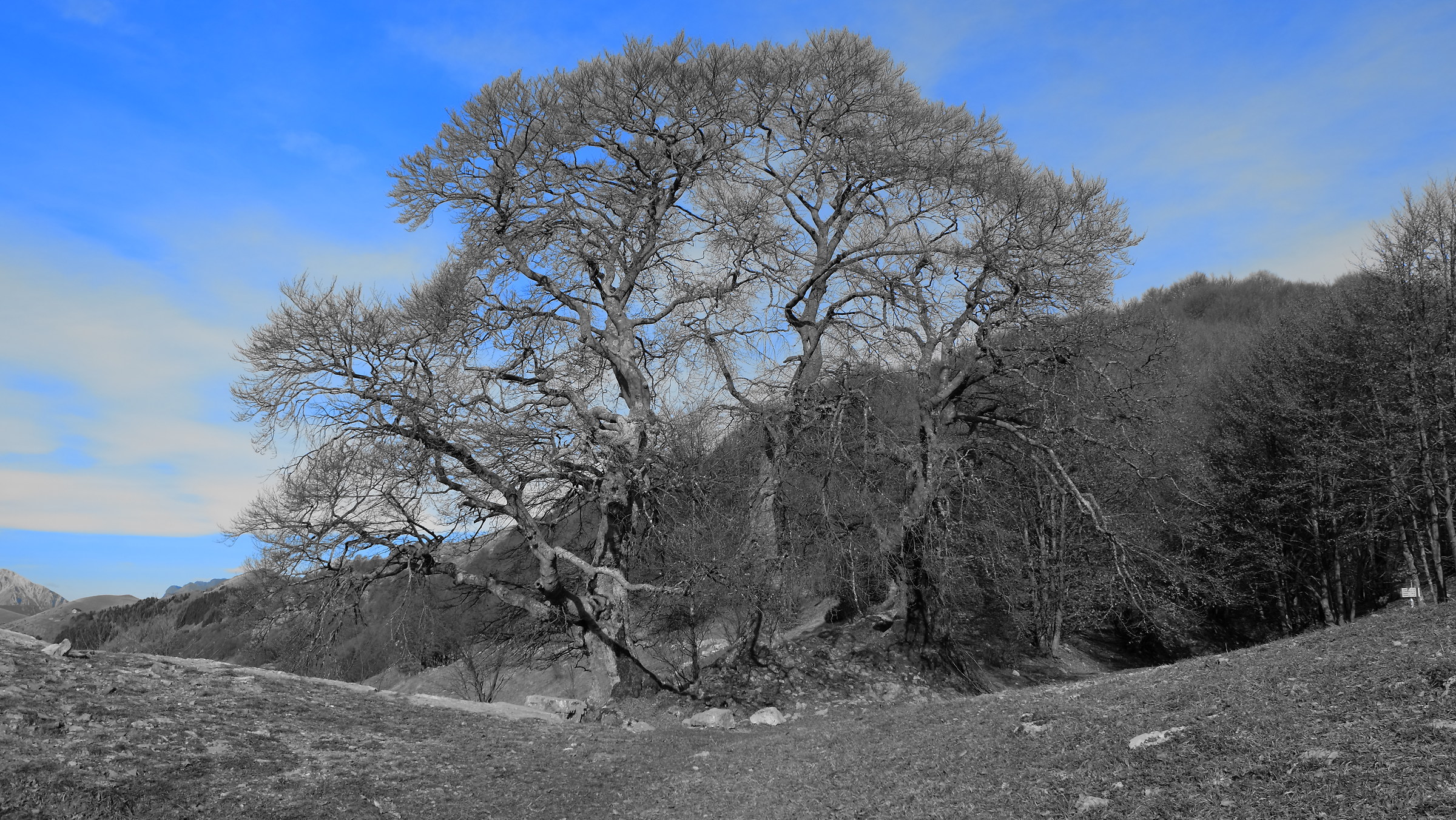 I Tre Faggi secolari