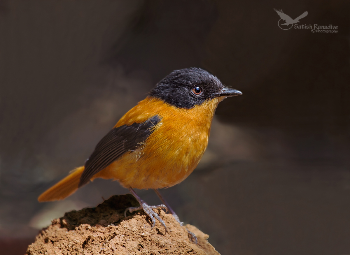 Black and Orange Flycatcher.