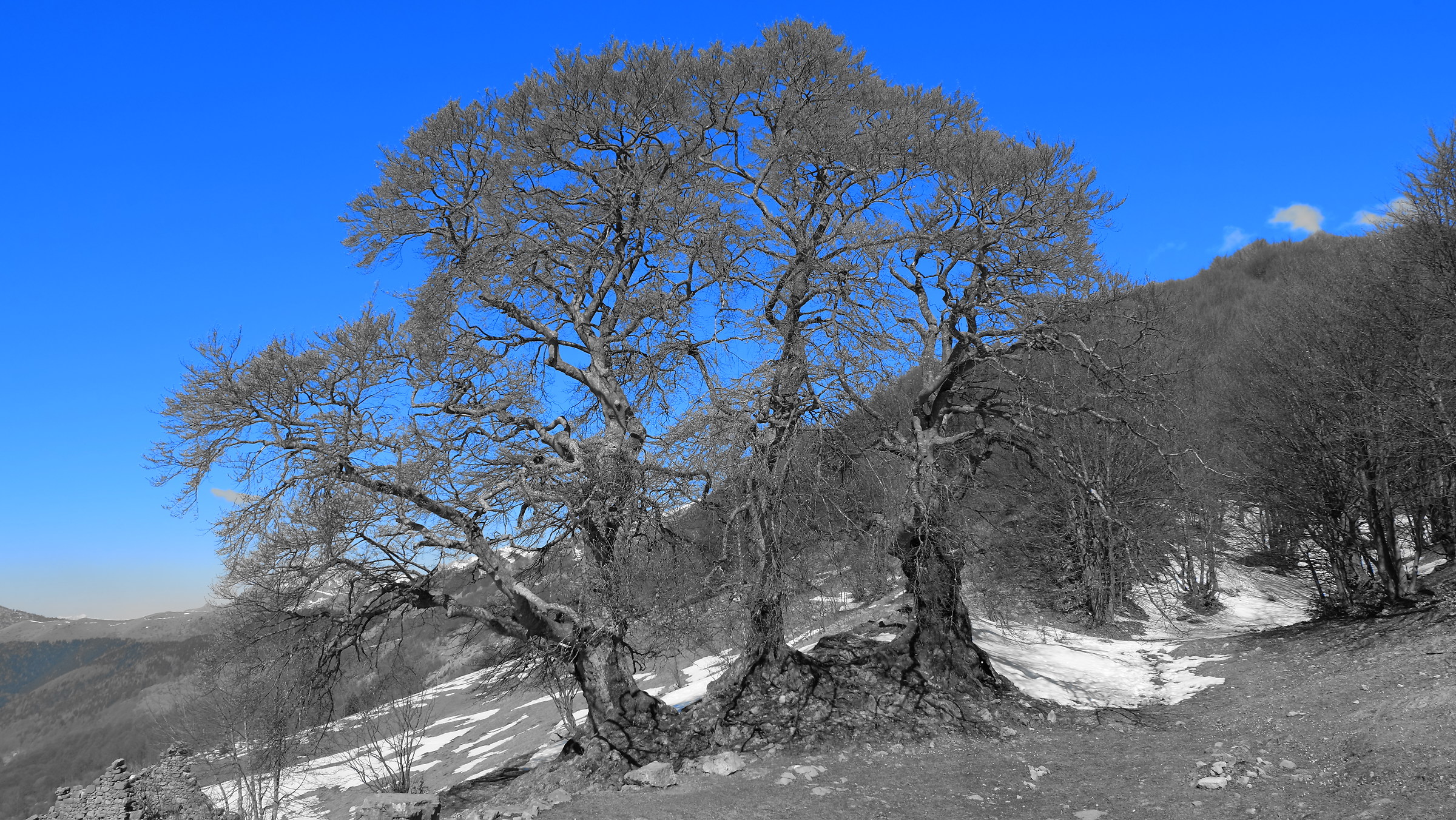 I faggi Secolari in Marzo