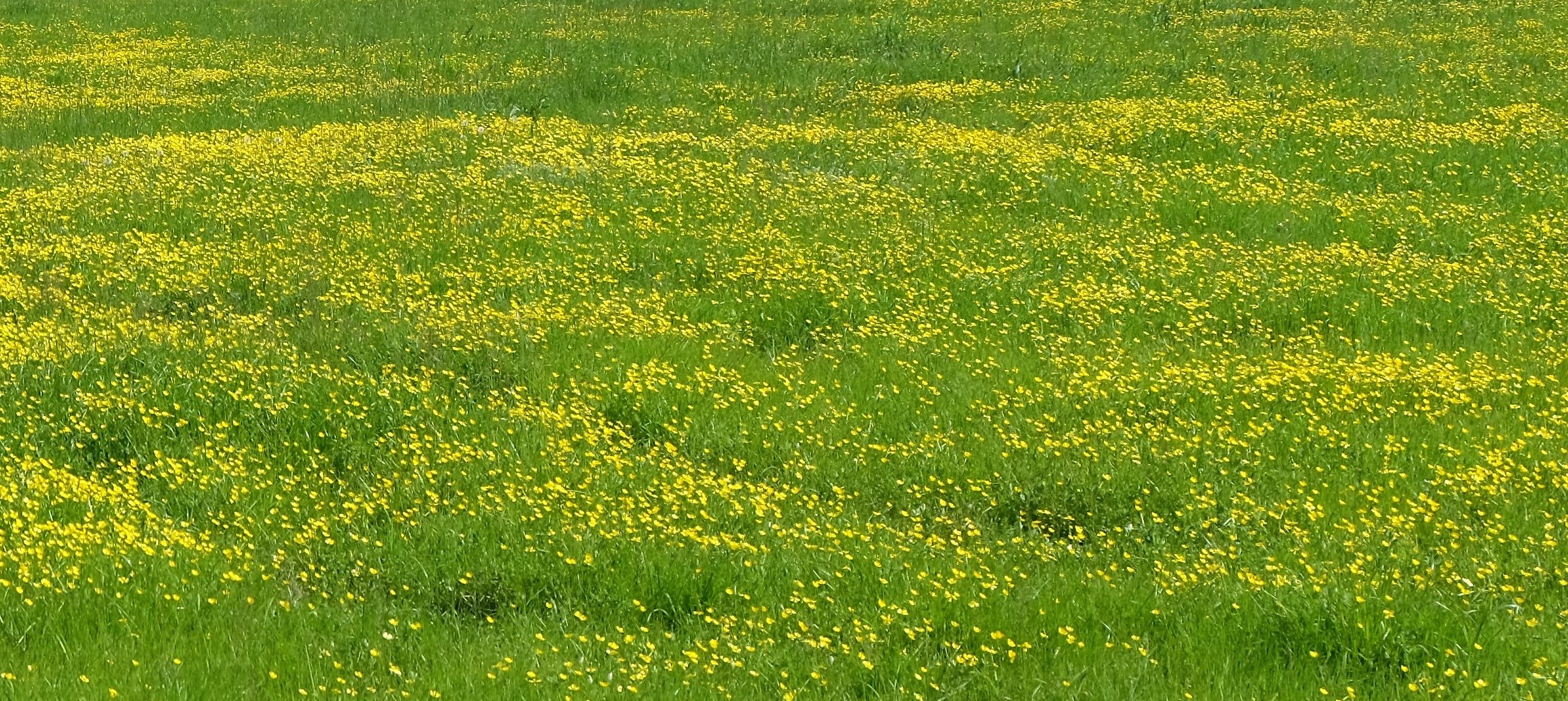 Il prato in primavera