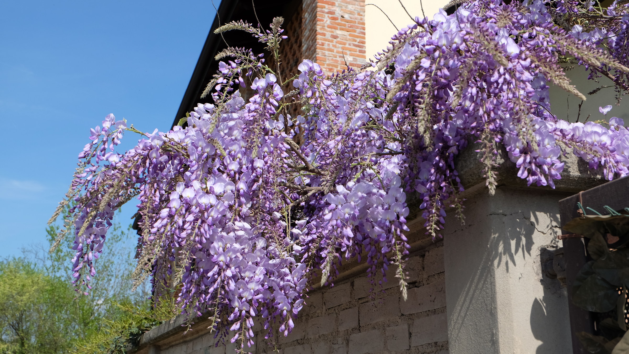 Il Glicine in primavera