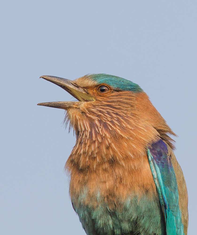 Indian Roller portrait.