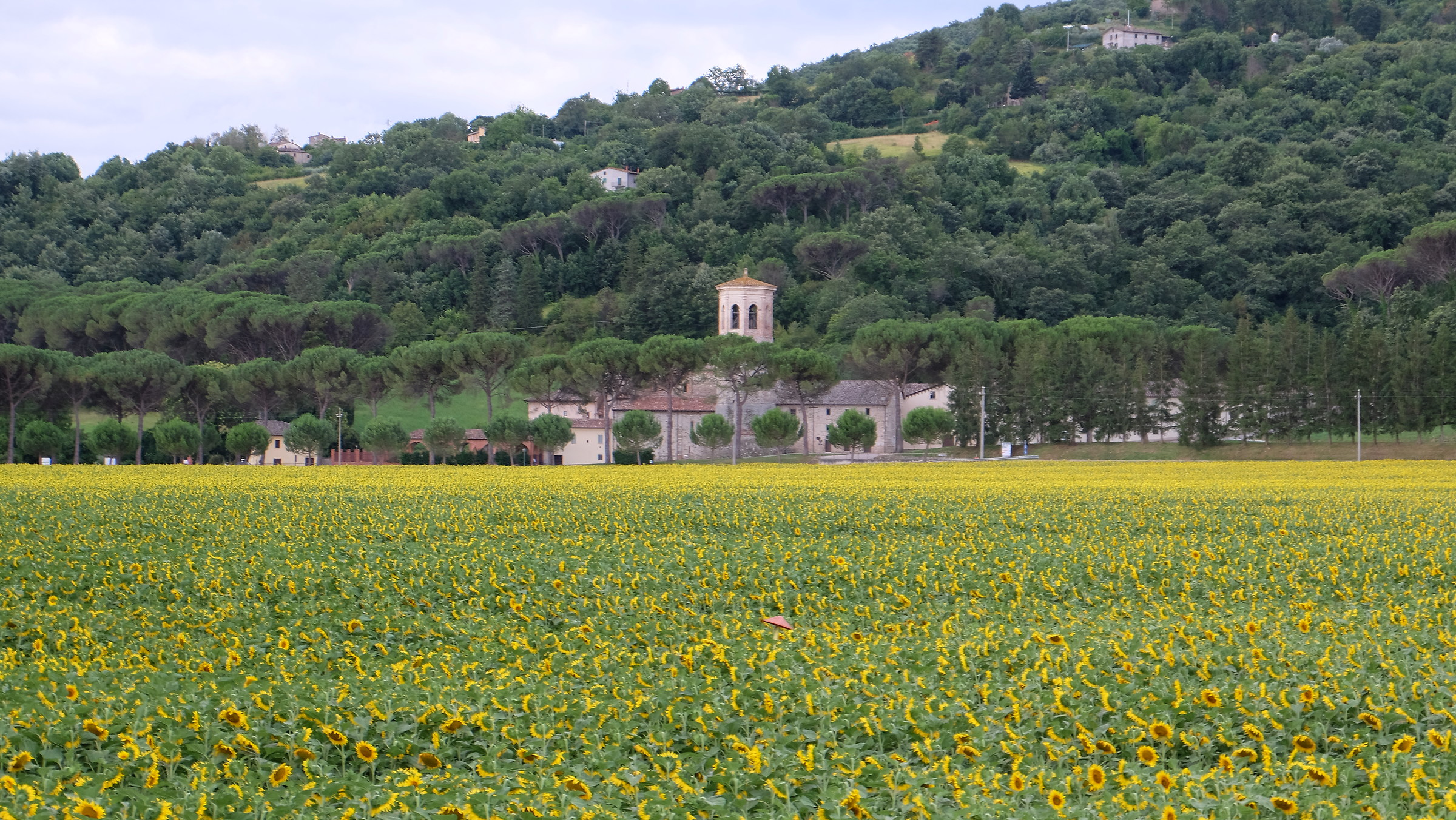 Il campo di girasoli