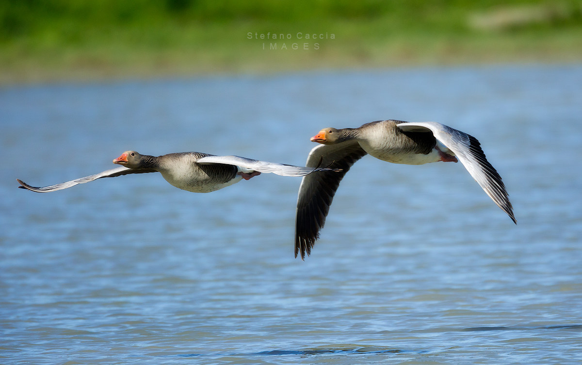 Amelie and Abigail Gable