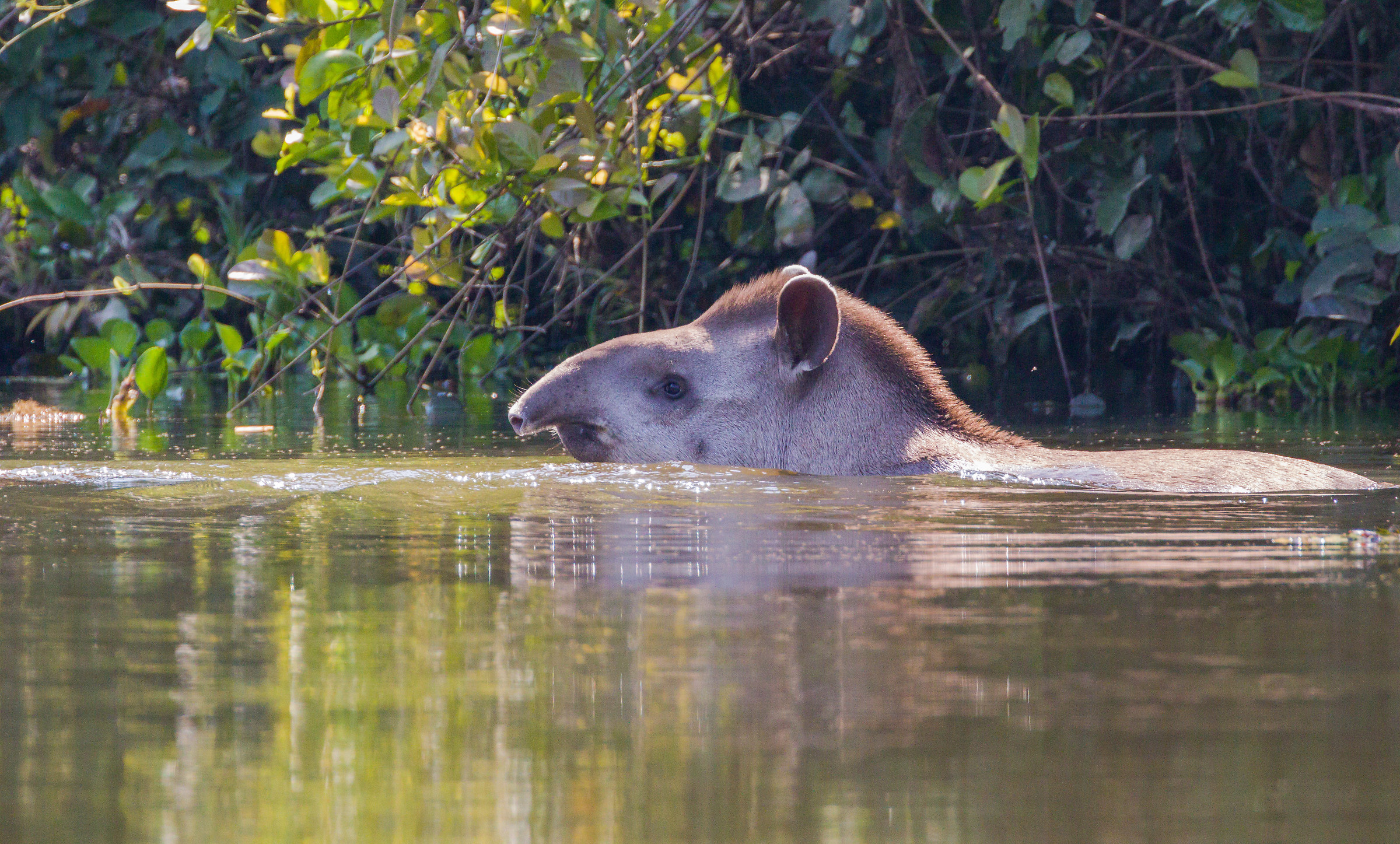 Tapir swimming