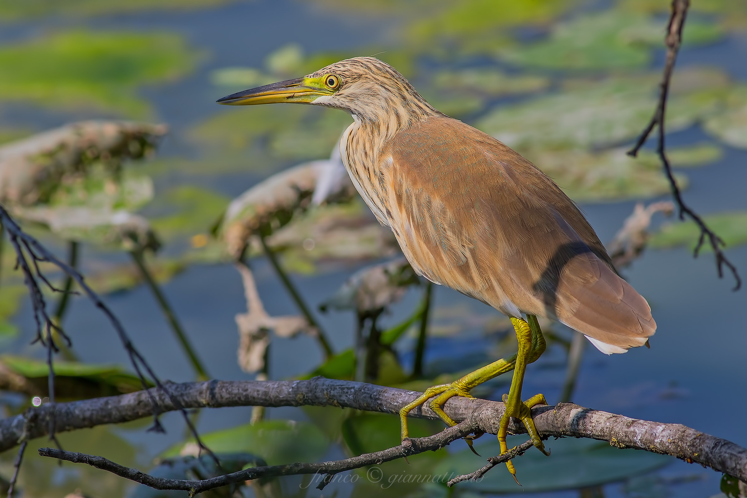 Sgarza Ciuffetta 400mm