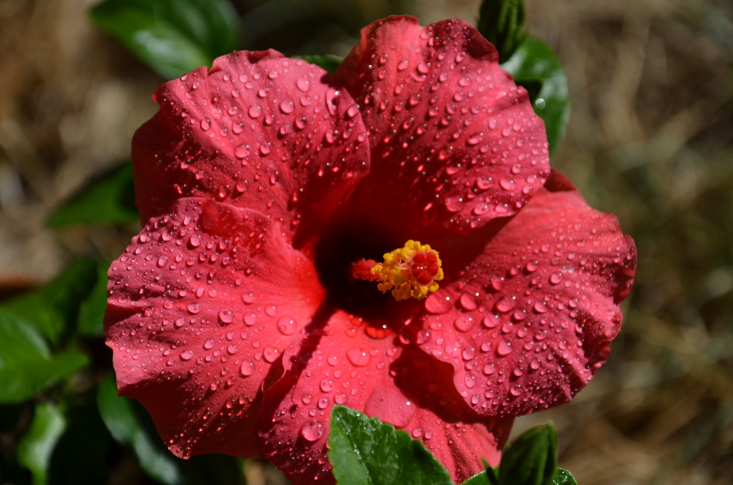 Piove sull ' ibiscus