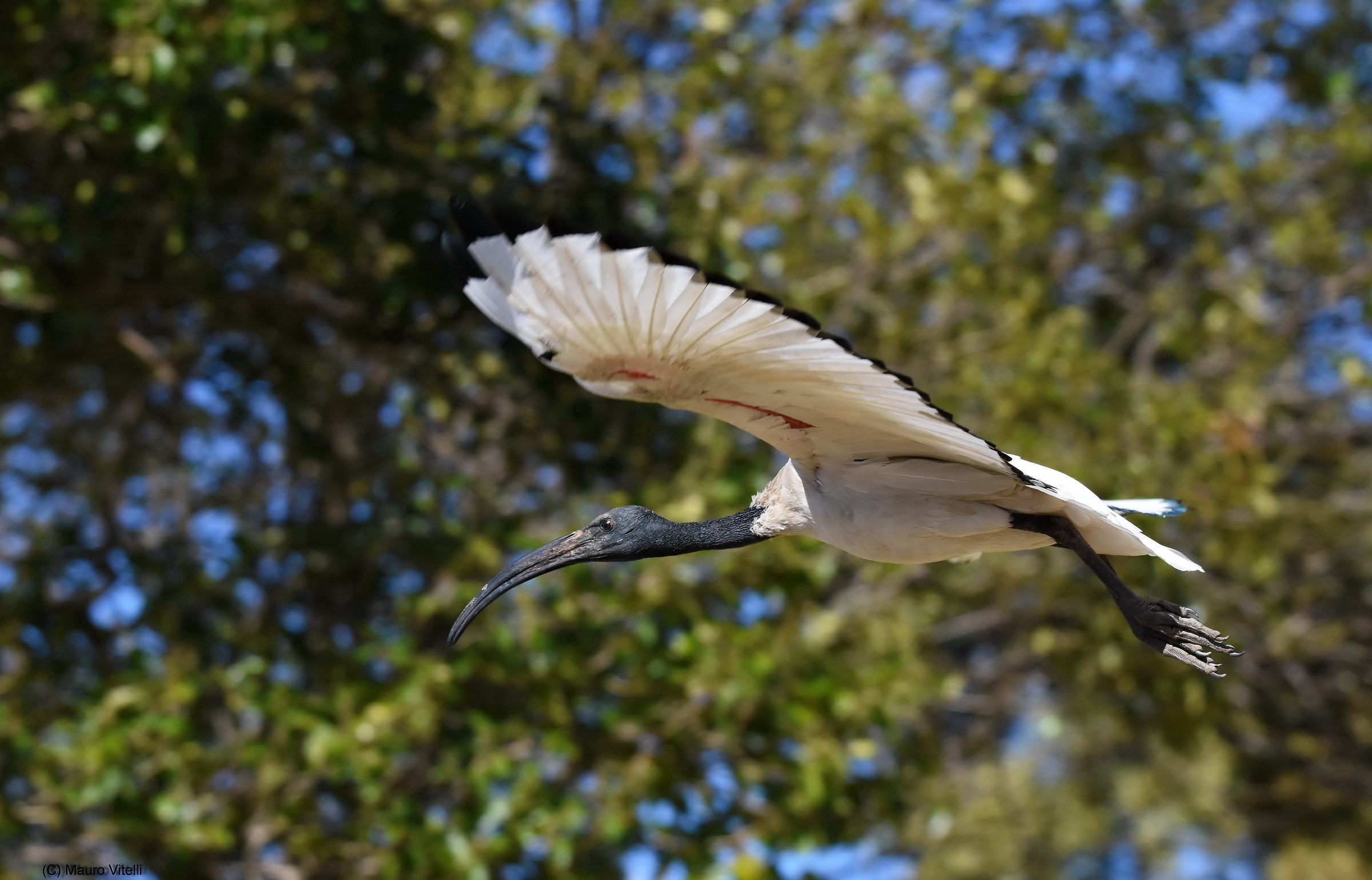 African Sacred Ibis (Threskiornis aethiopicus)