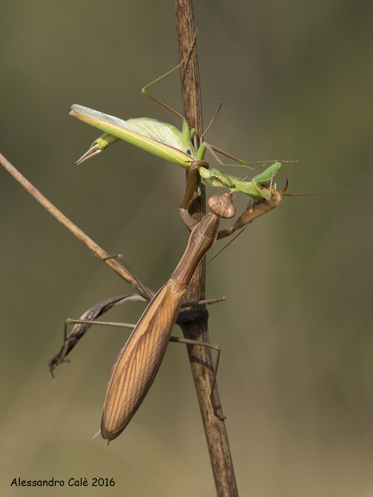 Mantis religiosa (Mantide religiosa) 8478