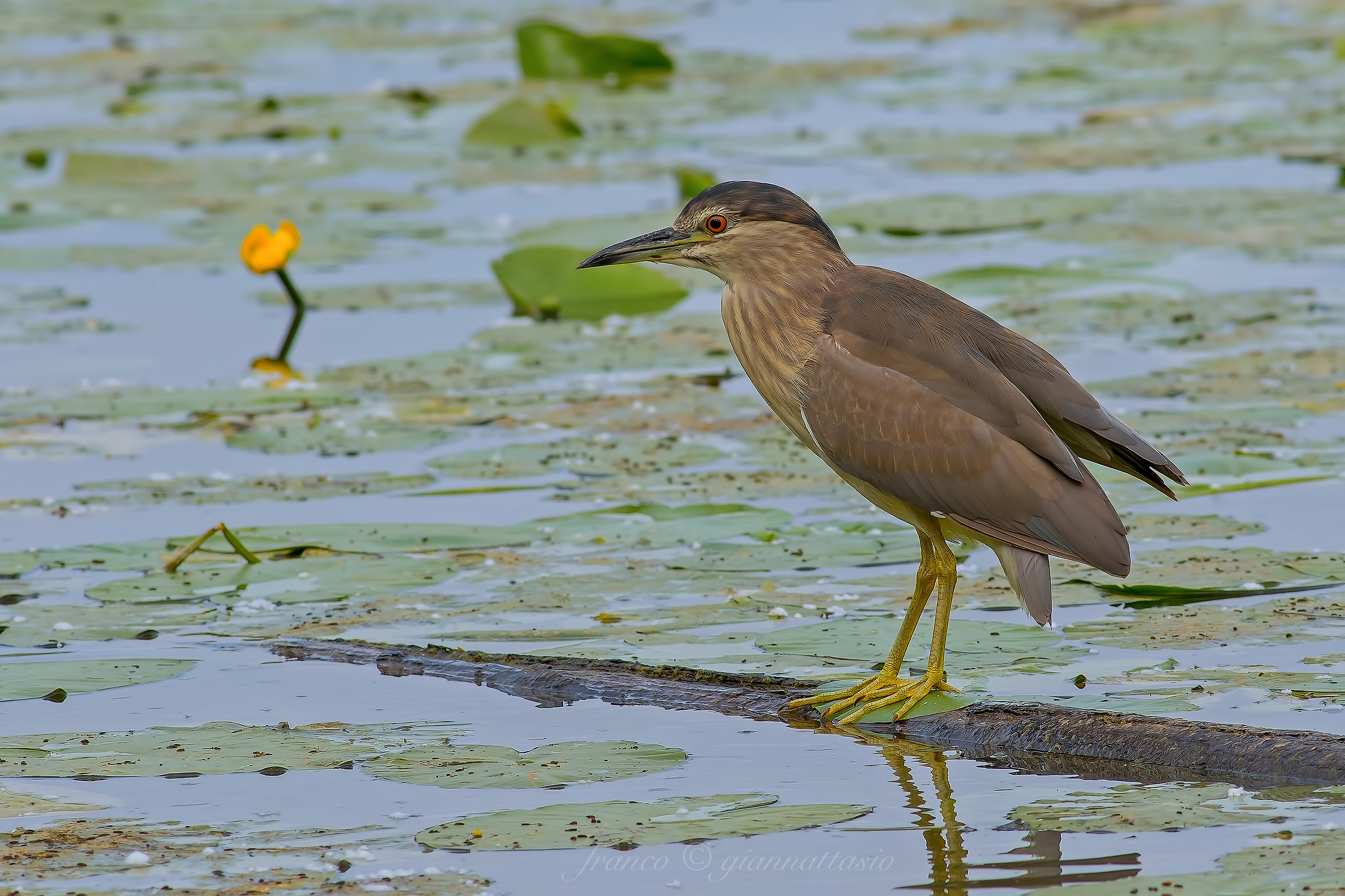 Night Heron young.