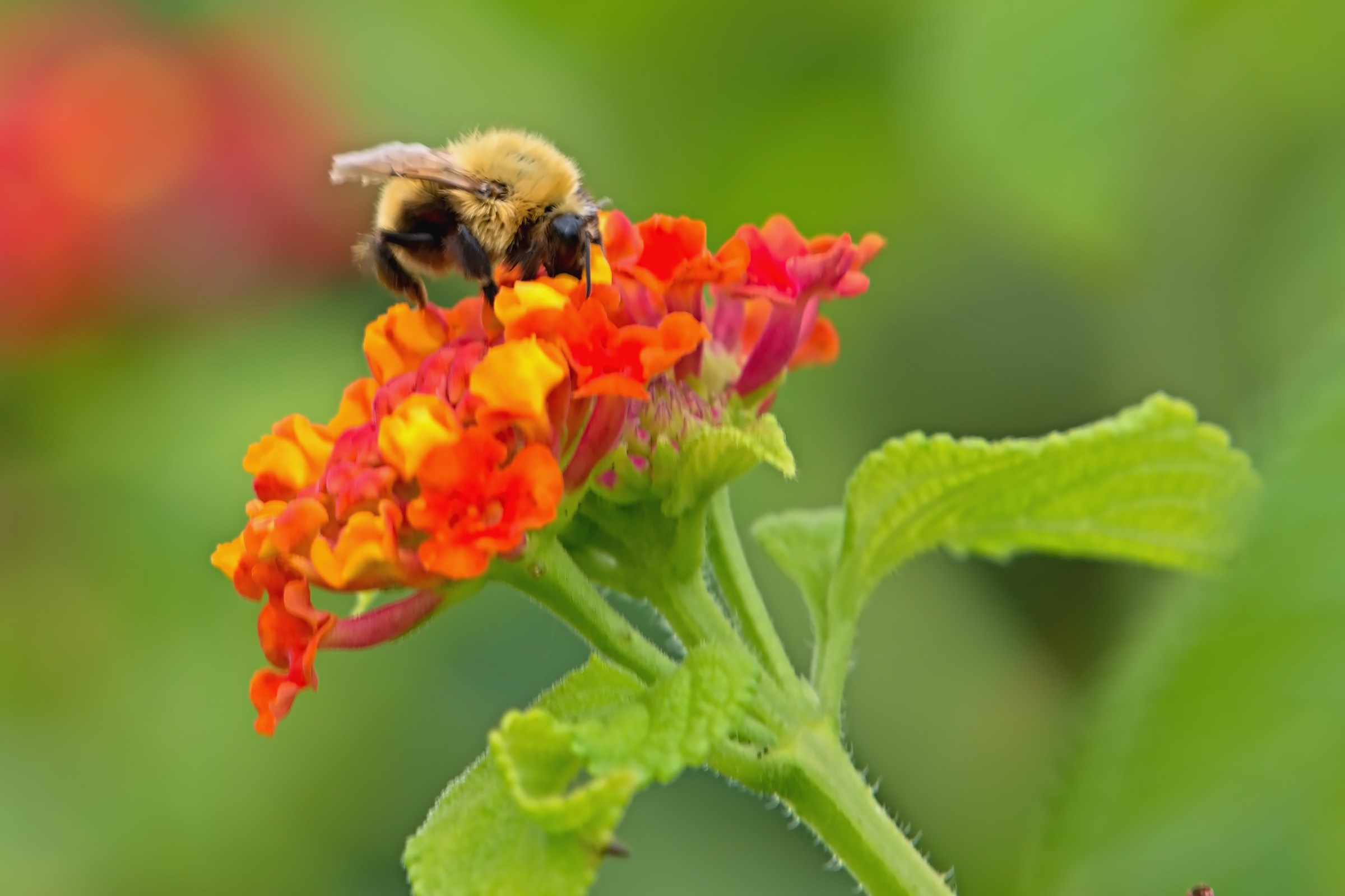 The bee and the flower