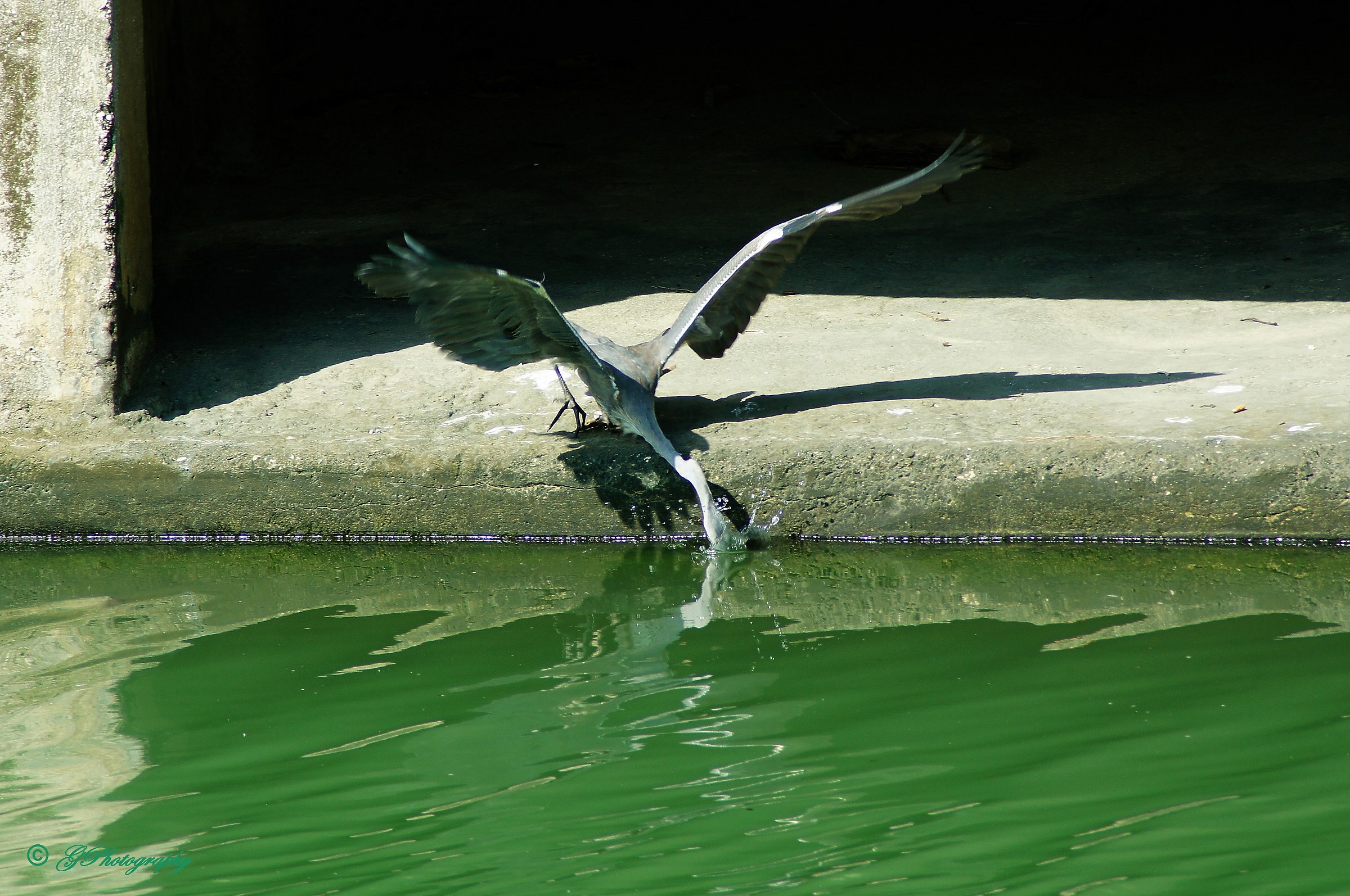 Il Pescatore (Airone)