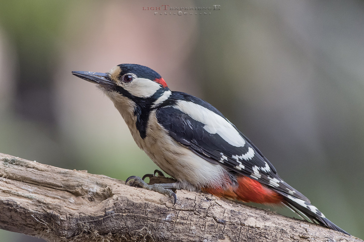 Picchio Rosso Maggiore