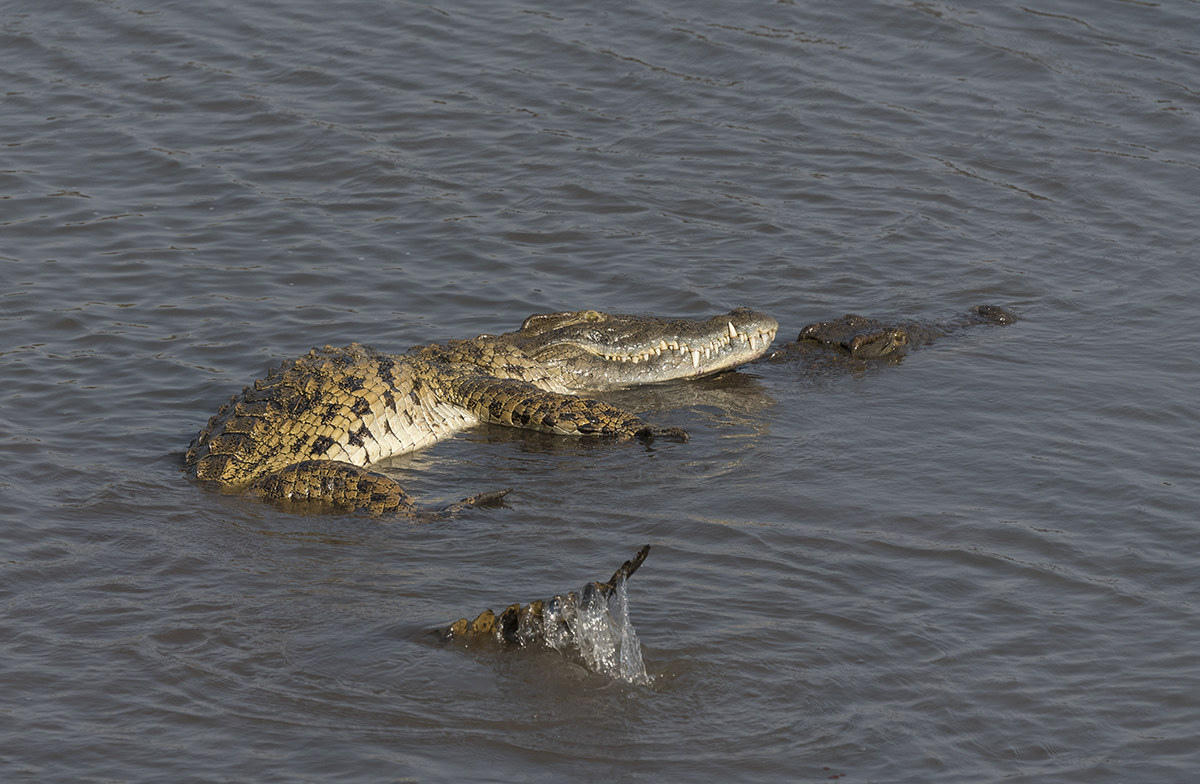 crocodile's honey moon
