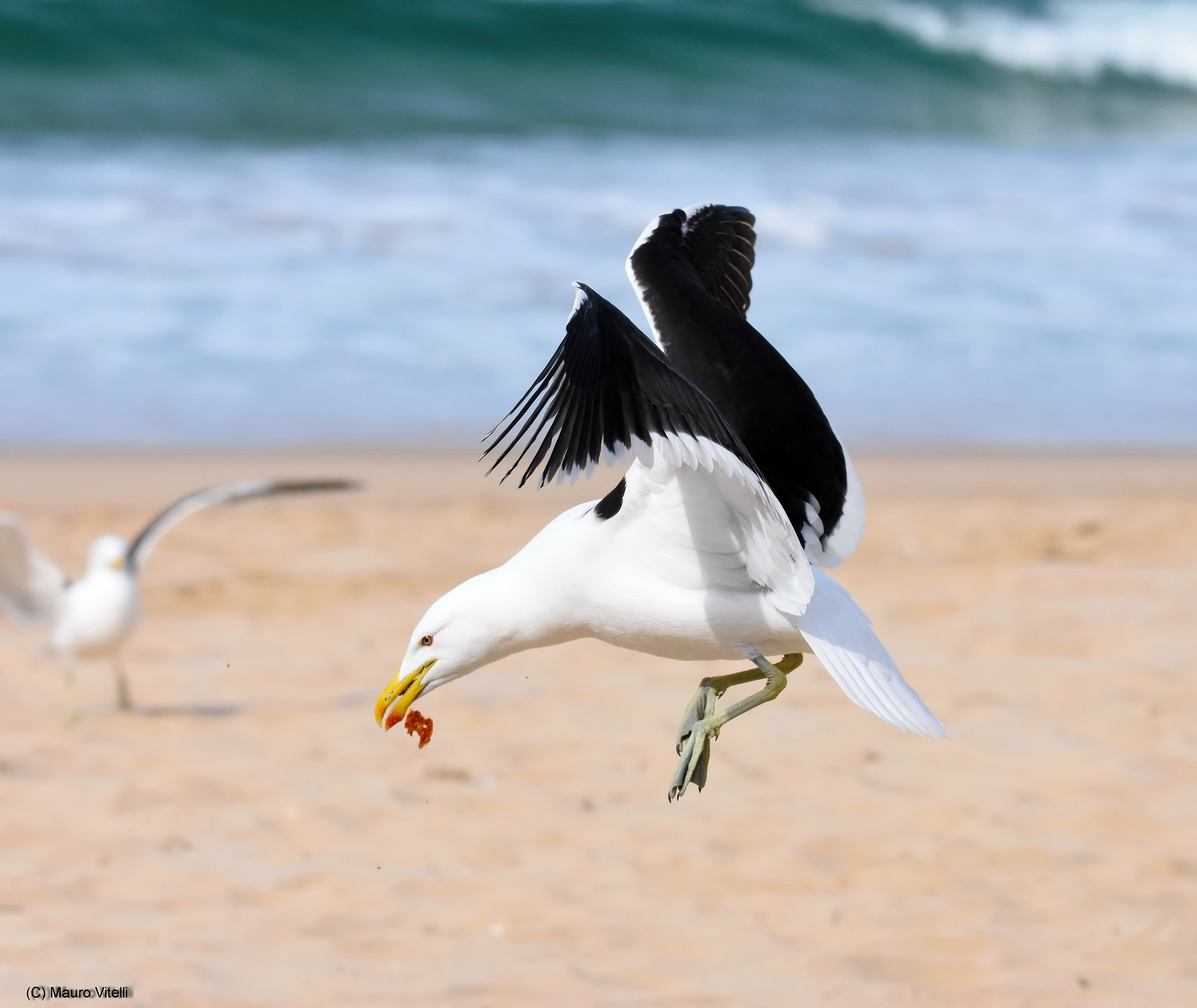 Kelp Gull (Larus dominicanus)