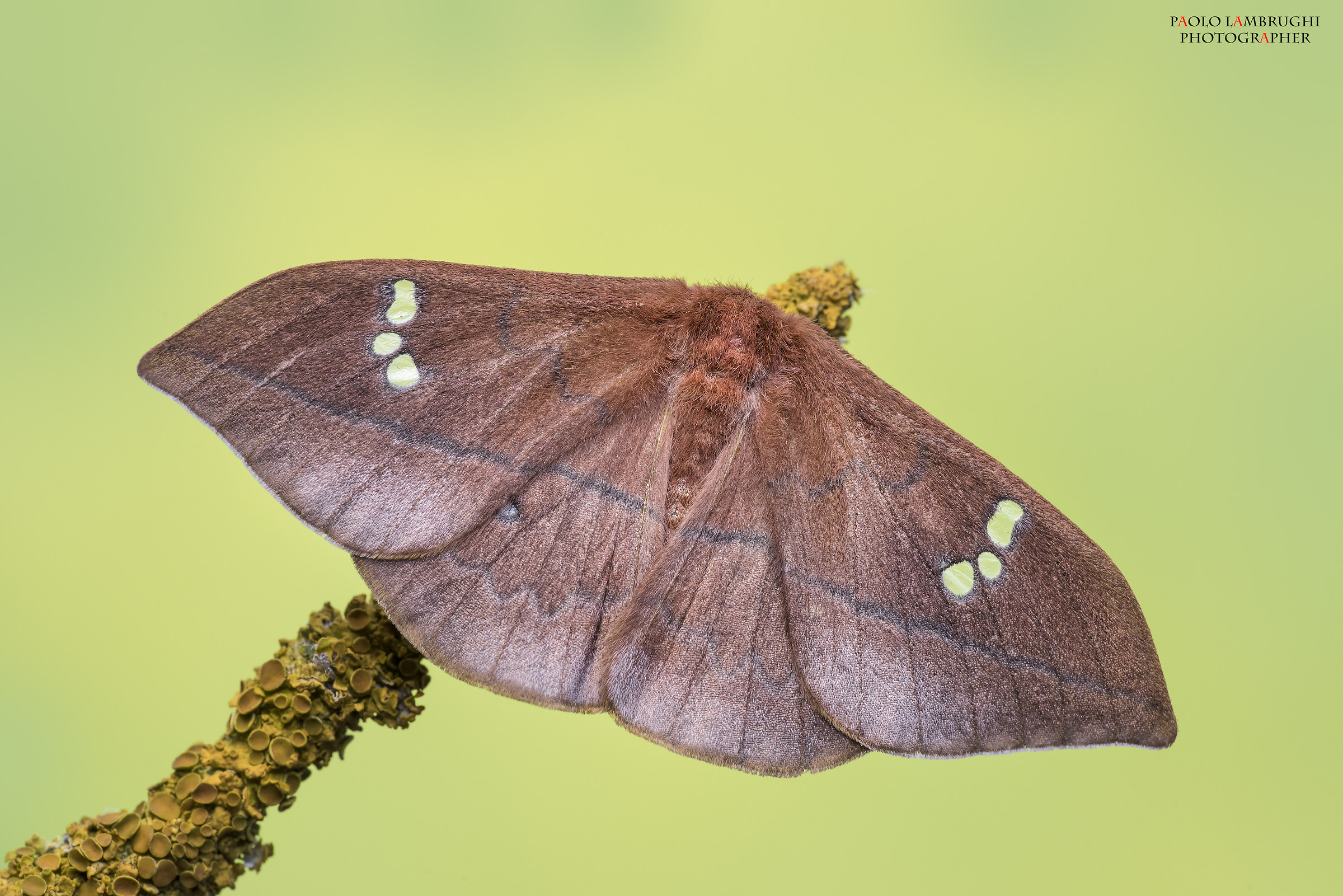 Cricula trifenestrata