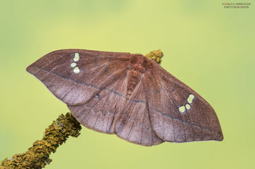 Cricula trifenestrata