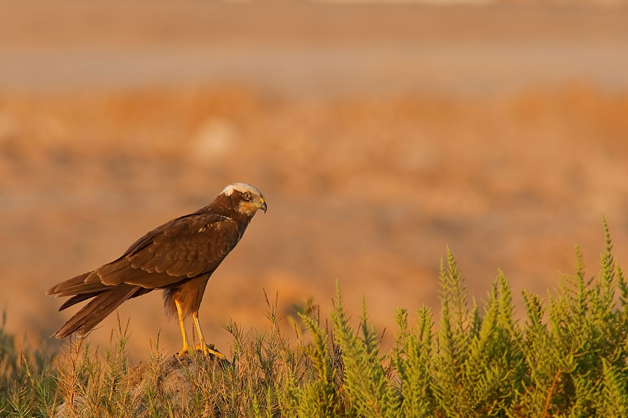 marsh harrier