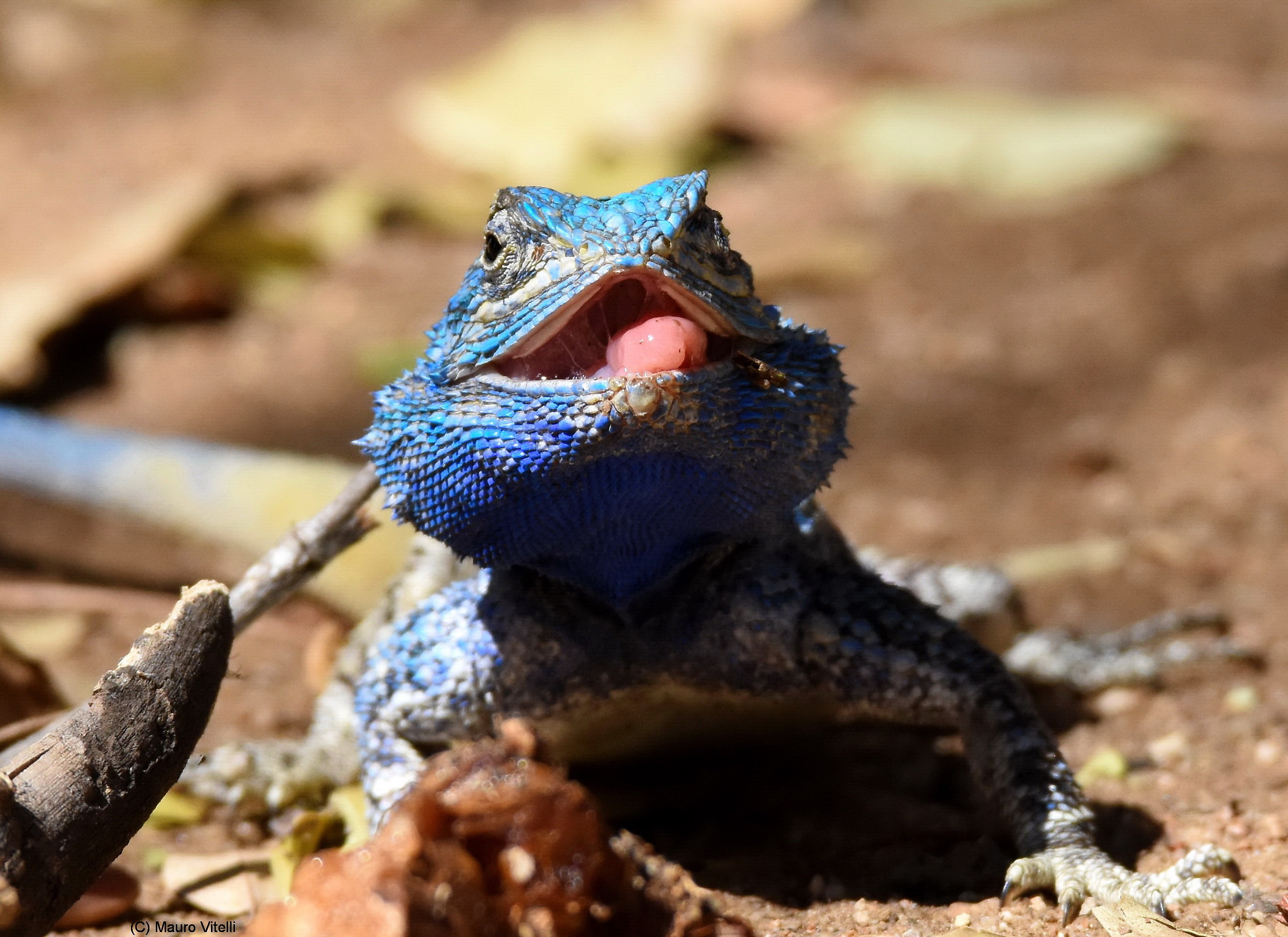 Affamata e coloratissima
