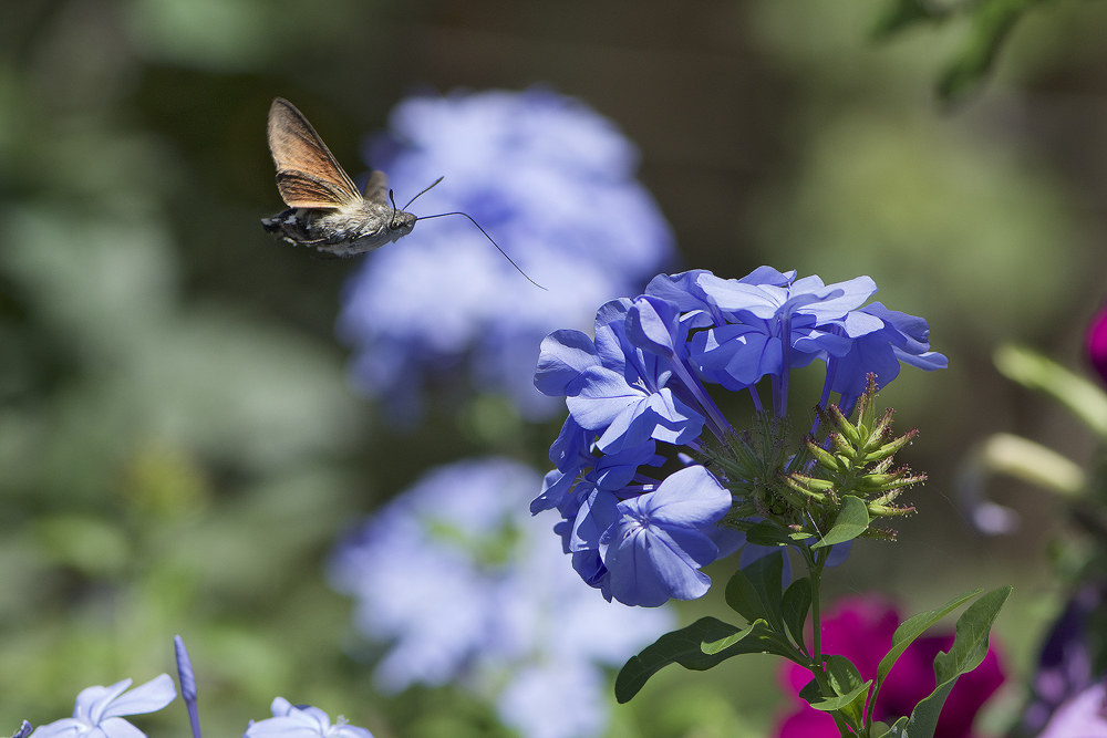 macroglossum