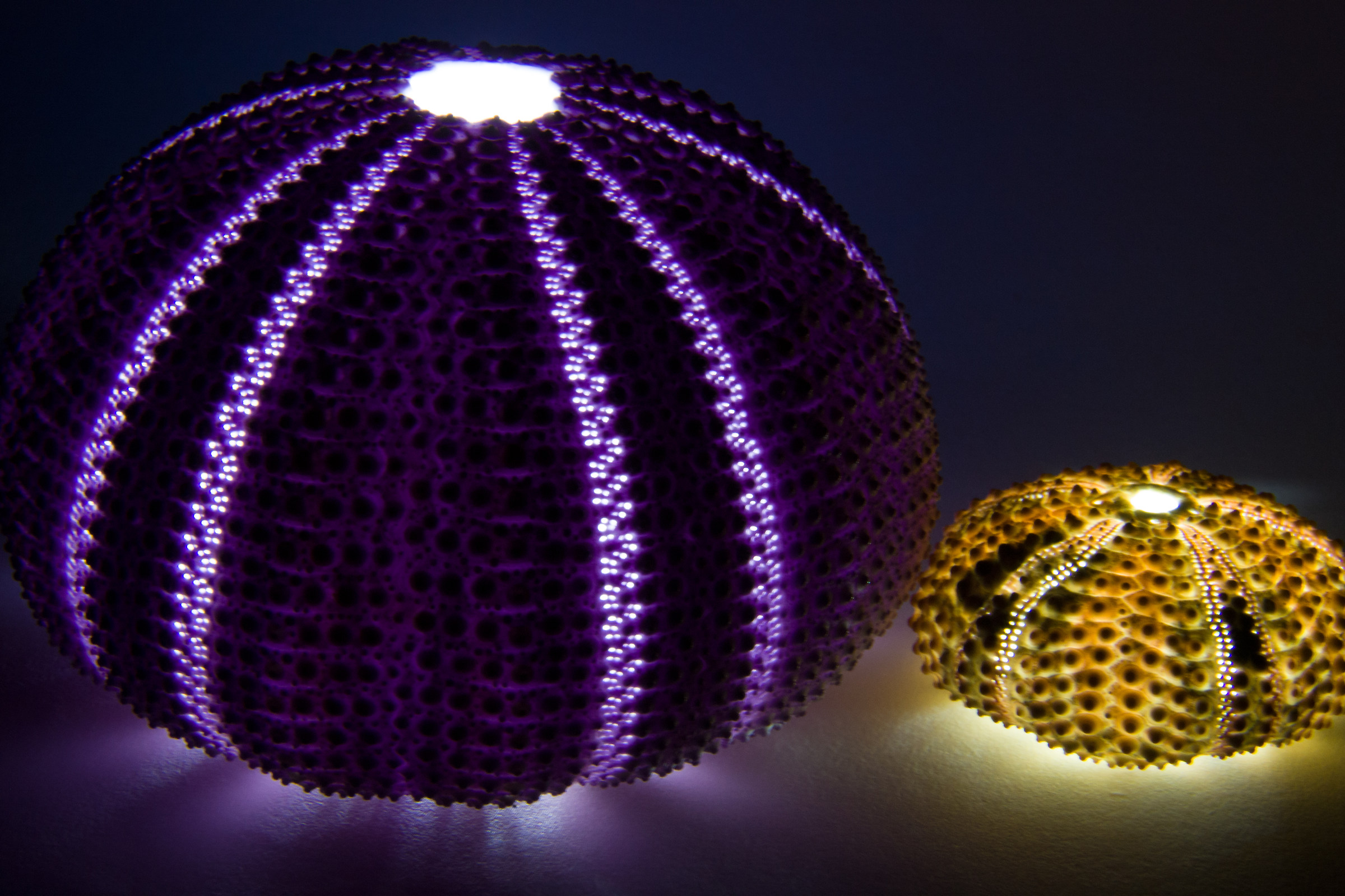 calcareous skeletons of sea urchin