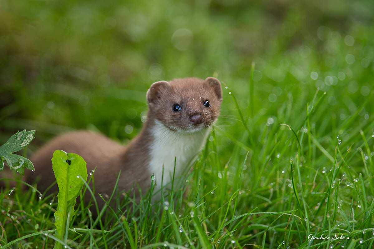 Weasel