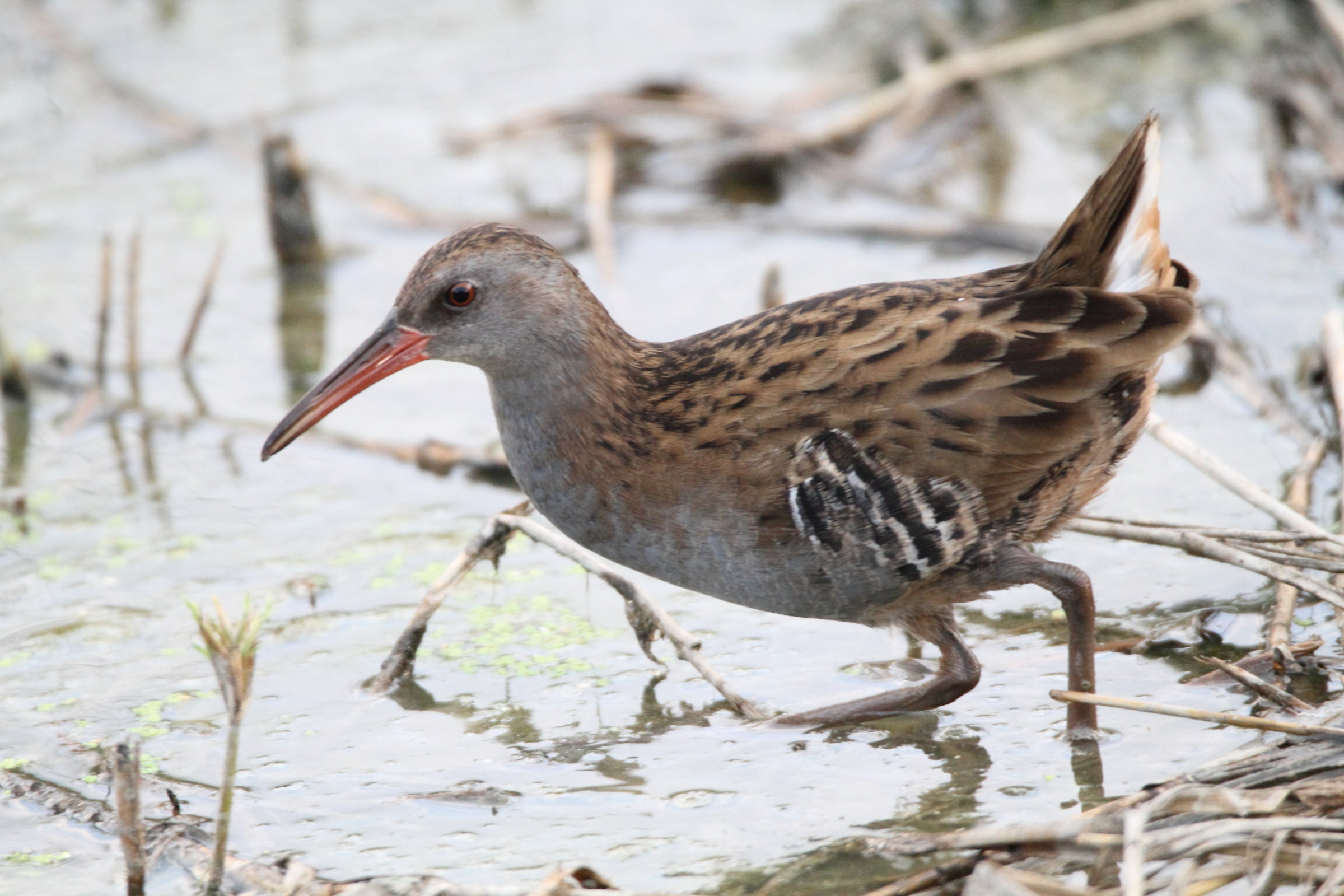 Water Rail
