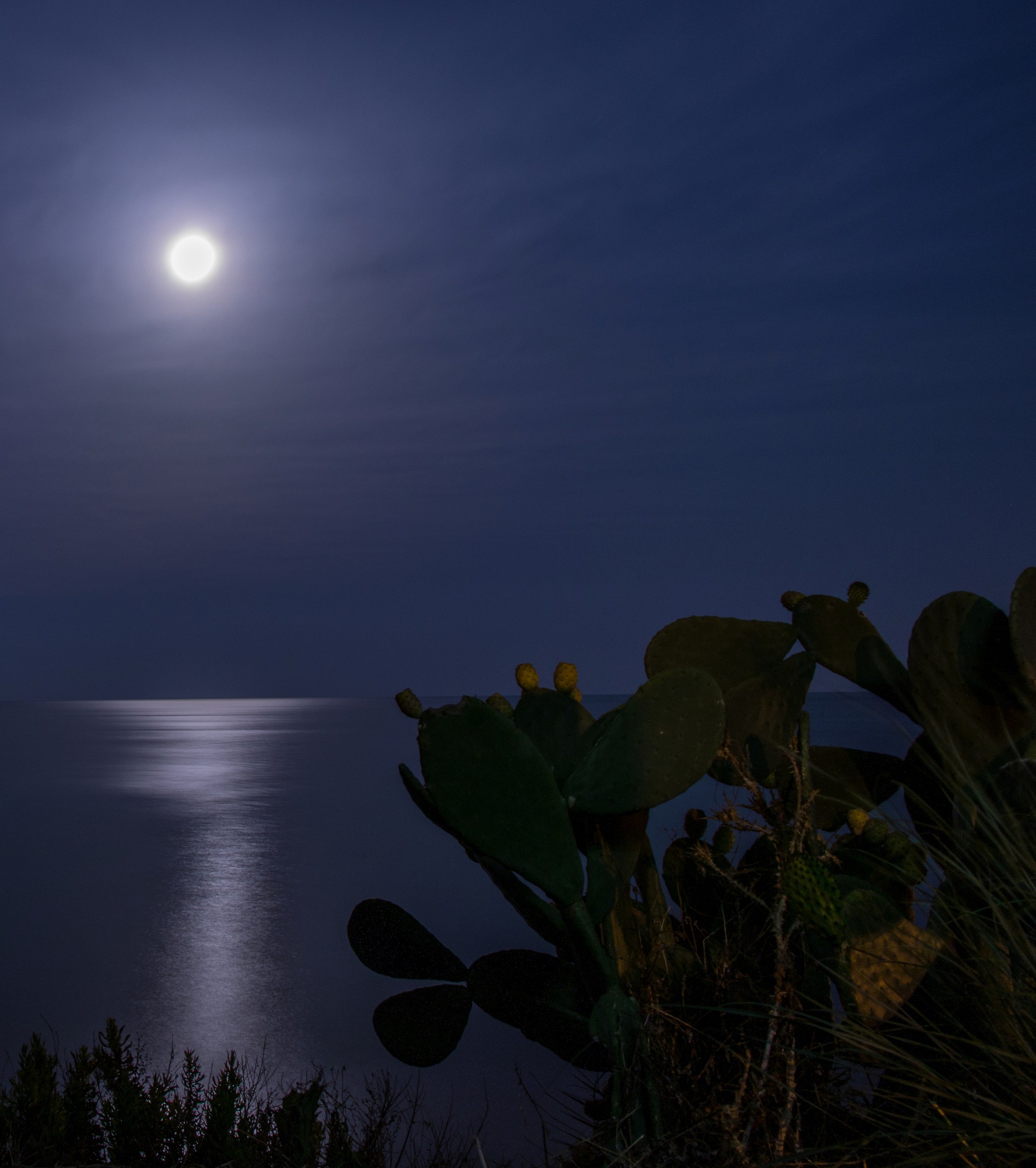 The moon and ficupala ...