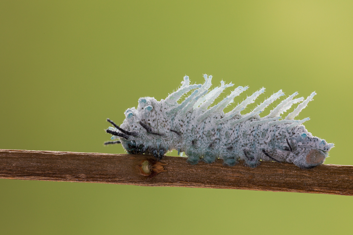 Falena cobra (Attacus atlas) - bruco al quarto stadio