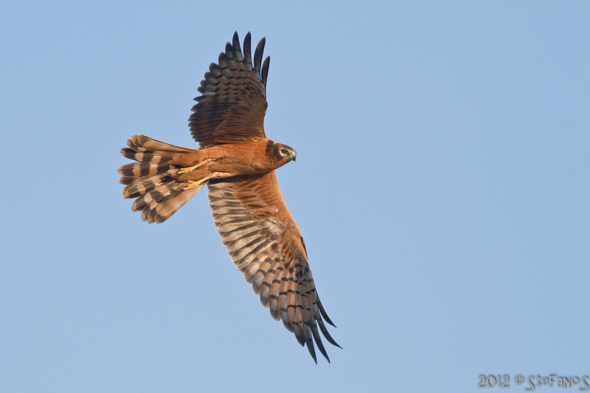 Giovane di albanella minore