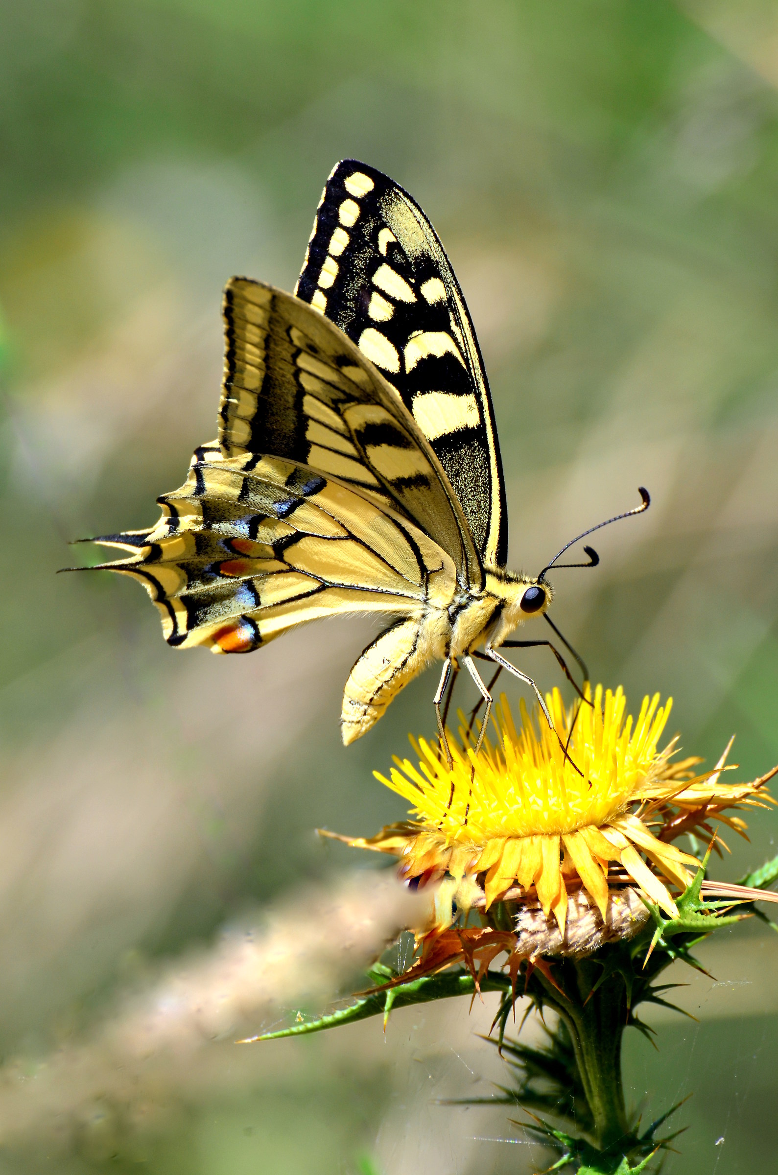 Ancora un macaone ......
